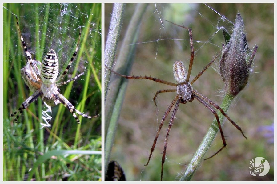 Самка и самец паука-осы
