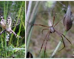 Самка и самец паука-осы
