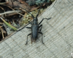 Усач черный – Monochamus sp.