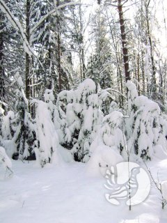 О снежном покрове  в заповеднике "Присурский"
