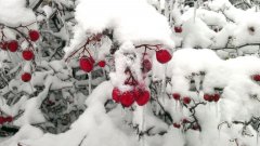 Погода в заповеднике «Присурский»: январь 2020