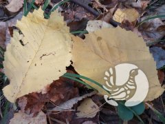 Фенологические заметки_2020: октябрь - месяц опадающих листьев