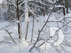 Фенологические заметки_2021: февраль напомнил, какая должна быть настоящая русская зима