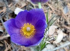 Весенние наблюдения в заповеднике "Присурский": цветы из легенд