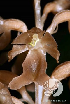 В заповеднике «Присурский» есть орхидея, которая может цвести подземно