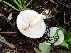 В заповеднике "Присурский" новый гриб растет не в том лесу