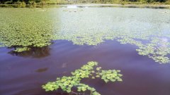 Почти вся водная гладь покрыта розетками чилима. Озеро расположено в западной части охранной зоны Алатырского участка заповедника «Присурский»