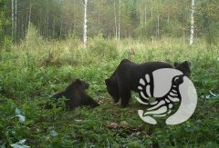 Медведи заповедника «Присурский» – за здоровый образ жизни