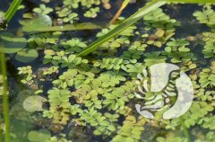 В заповеднике «Присурский»: цветок папоротника можно искать на поверхности озера