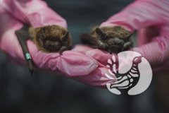 Зоологи заповедника «Присурский»: жизнь в режиме летучей мыши
