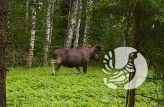 Государственные инспекторы заповедника «Присурский» с поличным задержали браконьера