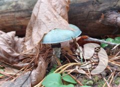 Фенологические заметки_2022: Октябрь - листопад и разноцветные грибы