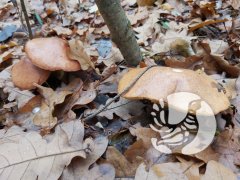 Фенологические заметки_2022: Октябрь - листопад и разноцветные грибы