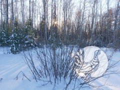 Фенологические заметки_2022: декабрь - месяц ледяных дождей