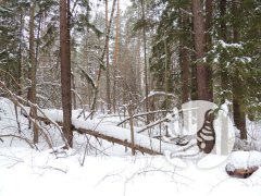 О погоде в заповеднике "Присурский": декабрь 2022
