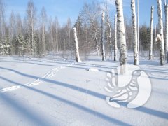 О погоде в заповеднике "Присурский": Январь 2023