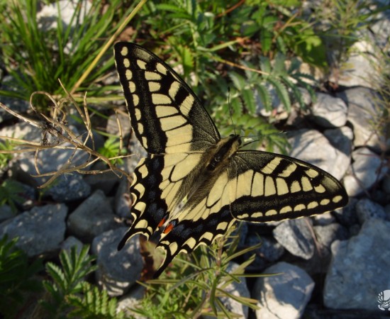 ������ � Papilio machaon Linnaeus, 1758