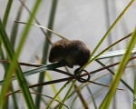 Мышонок в траве