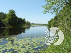 Американская коловратка – обитатель озер охранной зоны заповедника «Присурский»