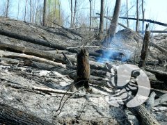 Минприроды России потребовало от глав регионов принять дополнительные меры по обеспечению пожарной безопасности в лесах в период майских праздников