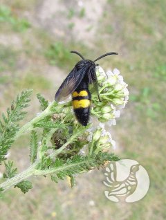 � ����� �������� SCOLIA HIRTA (SCHRANK, 1781) (HYMENOPTERA: SCOLIIDAE) � ��������� ����������