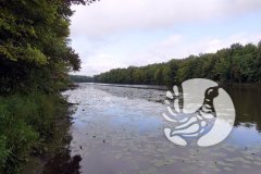 На дне (как донные отложения в озерах Чувашского Присурья обеспечивают благоприятные условия для выхухоли) На дне (как донные отложения в озерах Чувашского Присурья обеспечивают благоприятные условия для выхухоли)