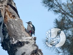 КОРОЛЕВСКИЙ ПРИВЕТ ИЗ ЗАПОВЕДНИКА "ПРИСУРСКИЙ" КОРОЛЕВСКИЙ ПРИВЕТ ИЗ ЗАПОВЕДНИКА "ПРИСУРСКИЙ"