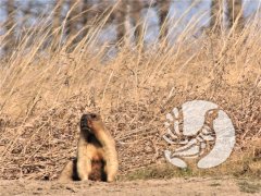 � ����������� ����������� ����������� ��� �����