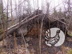 Алатырский участок заповедника "Присурский": месяц в самоизоляции Алатырский участок заповедника "Присурский": месяц в самоизоляции