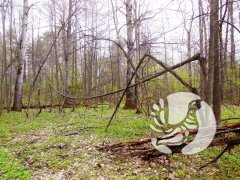 Алатырский участок заповедника "Присурский": месяц в самоизоляции Алатырский участок заповедника "Присурский": месяц в самоизоляции