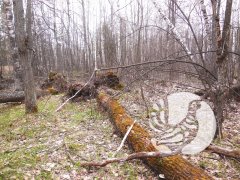 Алатырский участок заповедника "Присурский": месяц в самоизоляции Алатырский участок заповедника "Присурский": месяц в самоизоляции