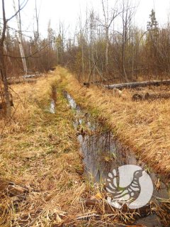 Алатырский участок заповедника "Присурский": месяц в самоизоляции Алатырский участок заповедника "Присурский": месяц в самоизоляции