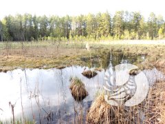 «Затерянный мир» заповедника «Присурский» и другие майские впечатления (часть вторая) «Затерянный мир» заповедника «Присурский» и другие майские впечатления (часть вторая)