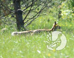 ������ - ��� ���, ������ - ��� ���... � ����������� "����������" ������� ����������� ������ ��������