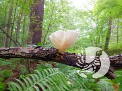 � ����������� "����������" ������� � ����������� ����� ������ ������ ������� OOMORPHUS CONCOLOR
