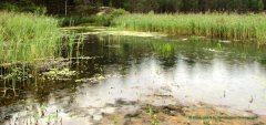� ����������� "����������" ��������� ���������� ����� Sinodiaptomus sarsi ������� �� ������������������� �������