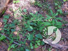 � ����������� ����������� ����� ���������� ���������. ������� � ��� ���, � ��� ����� ������ �� ������
