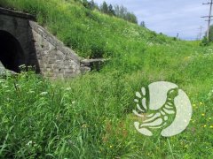В заповеднике "Присурский" отмечен очень редкий вид ручейника В заповеднике "Присурский" отмечен очень редкий вид ручейника