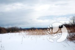 Подледная жизнь Присурских озер продолжает привлекать внимание исследователей Подледная жизнь Присурских озер продолжает привлекать внимание исследователей