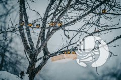 � ������ � ����������� "����������": ������� 2021