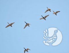 Весна в пролете: над заповедником «Присурский» стаи водоплавающих птиц летят одна за другой, днем и ночью Весна в пролете: над заповедником «Присурский» стаи водоплавающих птиц летят одна за другой, днем и ночью