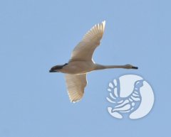 Весна в пролете: над заповедником «Присурский» стаи водоплавающих птиц летят одна за другой, днем и ночью Весна в пролете: над заповедником «Присурский» стаи водоплавающих птиц летят одна за другой, днем и ночью