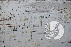 Временная весенняя лужа на Батыревском участке заповедника «Присурский» стала ареной весенних сборов остромордой лягушки Временная весенняя лужа на Батыревском участке заповедника «Присурский» стала ареной весенних сборов остромордой лягушки