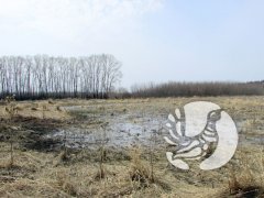 Временная весенняя лужа на Батыревском участке заповедника «Присурский» стала ареной весенних сборов остромордой лягушки Временная весенняя лужа на Батыревском участке заповедника «Присурский» стала ареной весенних сборов остромордой лягушки