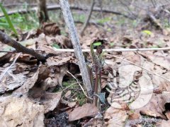 �� ���������� ������� ����������� "����������" ����� ������ ��������� (Lunaria rediviva L.)