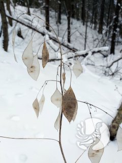 �� ���������� ������� ����������� "����������" ����� ������ ��������� (Lunaria rediviva L.)