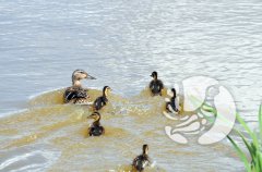 � ����������� ����������� � ���� ������ ��������� �������������� �����