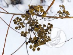 Фенологические заметки 2022: январь - хмурый и снежный Фенологические заметки 2022: январь - хмурый и снежный