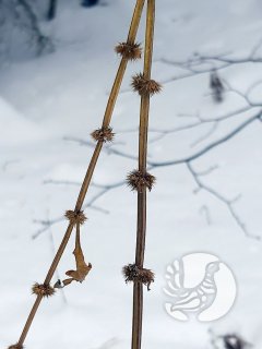 Фенологические заметки 2022: январь - хмурый и снежный Фенологические заметки 2022: январь - хмурый и снежный