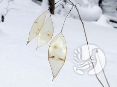 Фенологические заметки 2022: январь - хмурый и снежный Фенологические заметки 2022: январь - хмурый и снежный